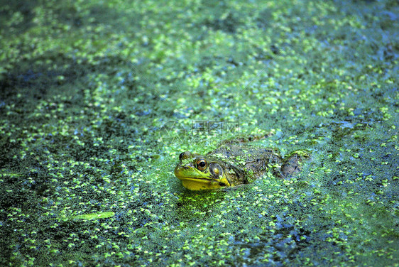 北豹式青蛙 拉纳皮人藻类动物群池塘青蛙两栖动物野生动物图片