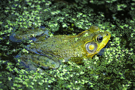 北豹式青蛙 拉纳皮人青蛙藻类两栖动物野生动物动物群池塘图片