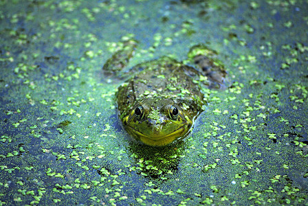 北豹式青蛙 拉纳皮人藻类两栖动物野生动物池塘青蛙动物群图片