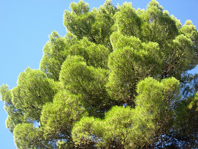 绿树木头公园花园蓝色植物绿色天空植物群图片