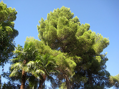 绿树公园花园植物群绿色木头天空蓝色植物图片