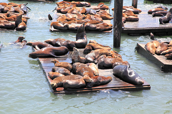 39号码头的海狮野生动物社会游客侵扰狮子旅游海洋哺乳动物海豹吸引力图片