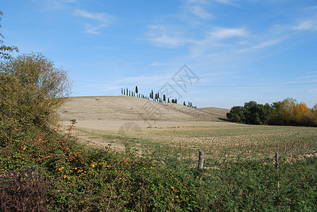 托斯卡纳山坡藤蔓农村场地爬坡晴天葡萄园环境全景风景图片