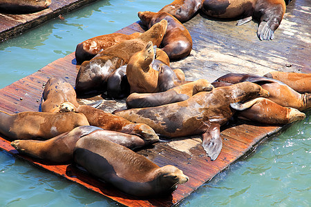 39号码头的海狮社会海洋野生动物狮子侵扰海豹吸引力哺乳动物游客旅游图片