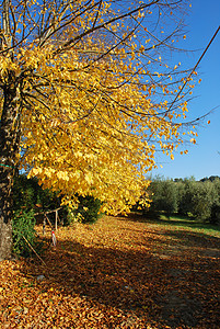 托斯卡纳的秋天风景山坡晴天藤蔓场景植被葡萄园农田农村全景乡村图片