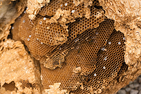 黄蜂巢荒野昆虫蜂巢图片