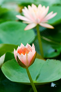 粉水百合美丽水池植物群热带季节树叶花瓣公园情调植物图片