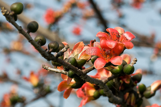 木棉之花棉布雌蕊红色花瓣枝条植物学图片