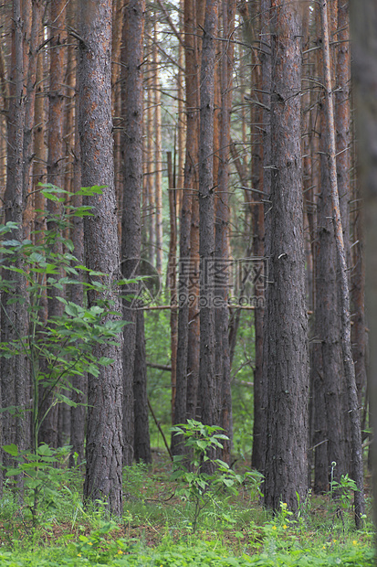 松木树天空松树阴影松林太阳阳光绿色树木森林蓝色图片
