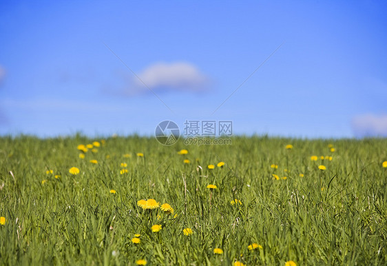 带有花层和蓝天空的田地图片