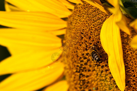 工作时的蜜蜂叶子环境工人翅膀季节荒野植物草地场地生长图片