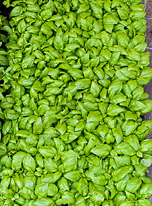 巴西尔叶叶草本植物芳香叶子食物背景图片