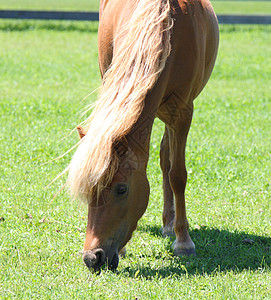 田野放牧的小型小马高清图片
