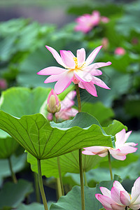 莲体绿色叶子反射植物花瓣粉色池塘图片