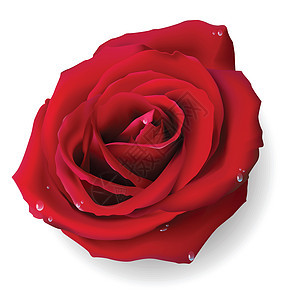 玫瑰花束花瓣插图红色植物群背景图片