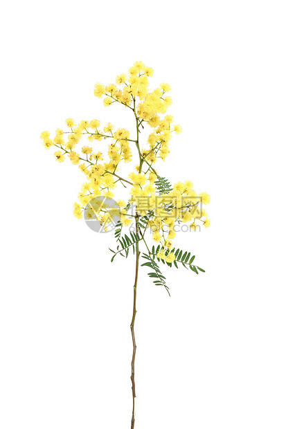 挥棒花序花朵荆棘植物黄色衬套球形图片