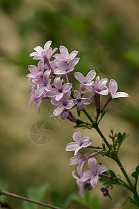 紫花粉植物灌木香味植物学花园植物群花朵淡紫色花瓣图片