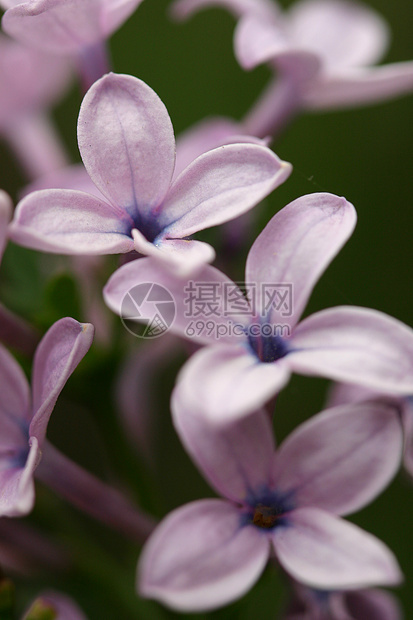 立花闭合花瓣香味薰衣草植物学花园植物群紫色淡紫色紫丁香花朵图片