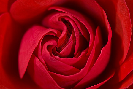 玫瑰粉色疗法植物美丽宏观香气礼物花瓣花园植物群图片