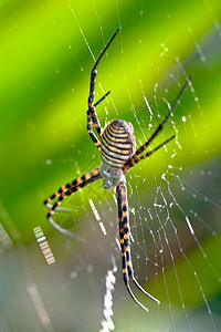 蜘蛛 阿吉波布伦尼奇条纹漏洞昆虫危险动物黄色宏观黑色野生动物食肉图片
