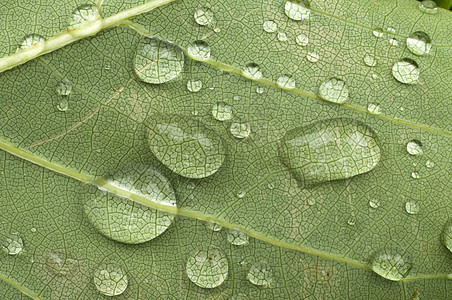 树叶上的雨滴宏观植物叶子绿色图片