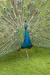 印度皮禽男性绿色眼睛求爱车轮孔雀蓝色展示图片