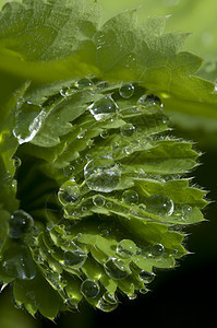 树叶上的雨滴植物宏观叶子绿色图片