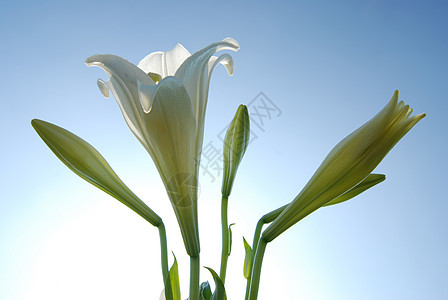 白百里花园草地植物天空场地阳光农场生活蓝色花束图片