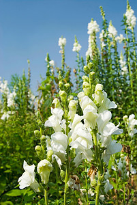 蓝天下的白松鼠花朵甘菊农业季节生活叶子香味花园草地生长植物群图片