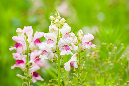 野生多彩的飞龙花朵图片