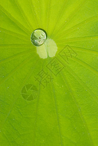 含露水的海水叶静脉绿色热带叶子雨滴飞沫植物学软垫宏观植物图片