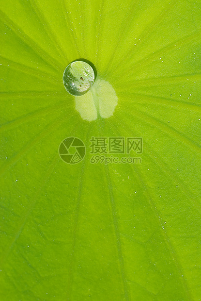 含露水的海水叶静脉绿色热带叶子雨滴飞沫植物学软垫宏观植物图片