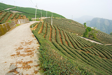 山上的茶树风景季节旅游草地爬坡叶子地貌热带农田农村图片