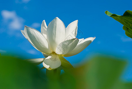 粉红莲花和绿叶图片