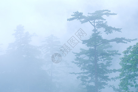 天然林地深雾图片