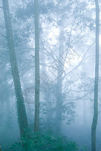有雾的松树林天空季节天气场景荒野木头薄雾森林植物松树图片