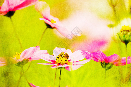 粉红花蜜蜂欢乐图片