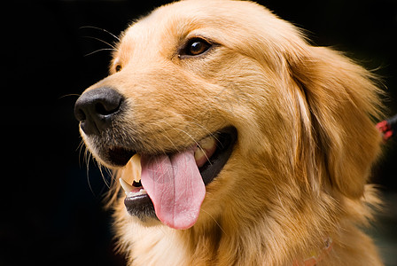 金色的挖掘 将舌头伸出来猎犬姿势宠物哺乳动物叶子小狗鼻子眼睛绿色金子图片
