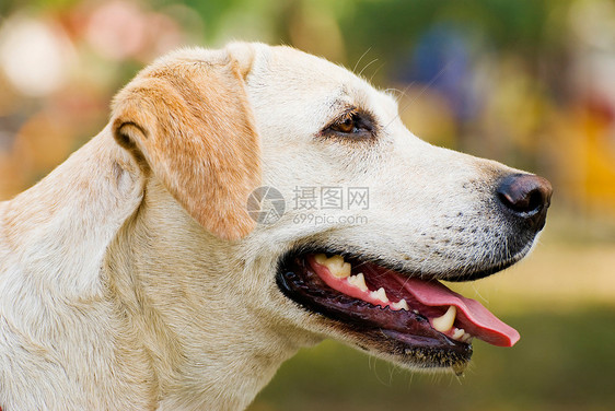 拉布拉多 追寻狗狗 在户外画像黄色毛皮鼻子眼睛姿势金子朋友猎犬绿色棕色图片