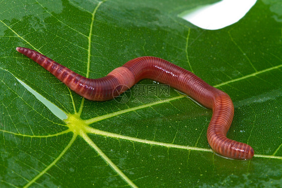 蚯蚓生物居住动物宏观生物学空白棕色钓鱼图片