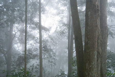 有雾的松树林艺术季节木头场景公园荒野林地天空植物叶子图片