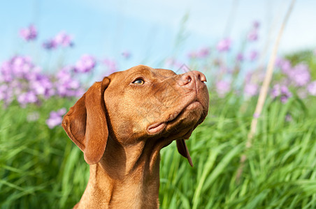 维兹拉狗与野花的近距离肖像动物紫色水平棕色纯种狗植物指针绿色哺乳动物犬类图片