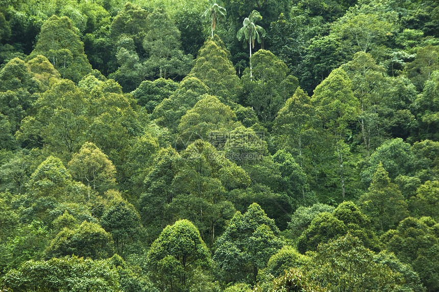 热带雨林热带树干植物群爬坡公园树木场景环境勘探荒野图片