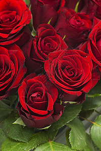 红玫瑰母亲生日花园礼物红色诞生妈妈宏观图片