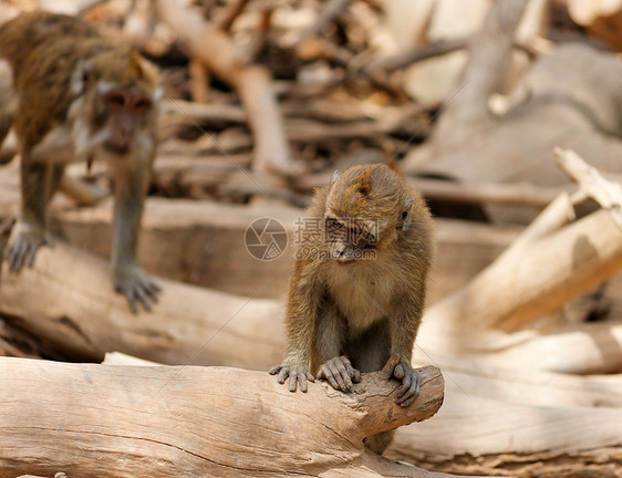 猴子小孩坐在动物园的落树上图片