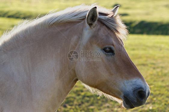 马头自由朋友天空宠物力量热血眼睛马匹哺乳动物骡子图片
