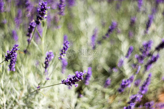 熏衣草花香味宏观出处化妆品疗法花园背景蕾丝香气紫色图片