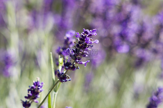 熏衣草花疗法芳香背景香气植物出处香味紫色香水宏观图片