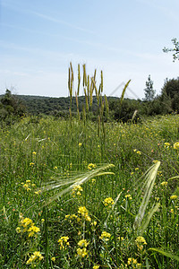 春季在绿草原上野生种植谷物草地绿色生长阳光照射燕麦场地植被太阳环境蓝色图片