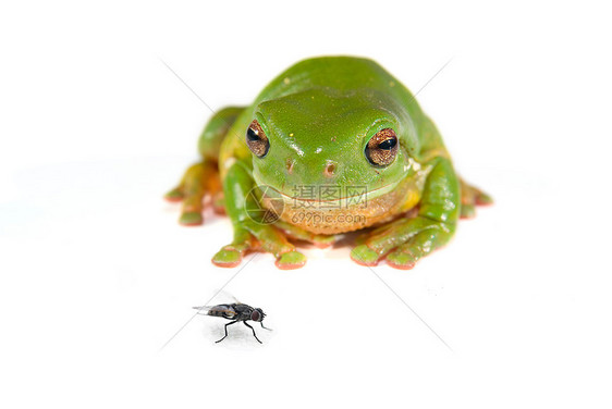 白色的绿树青蛙野生动物手表照片绿色蹲伏树蛙动物昆虫图片